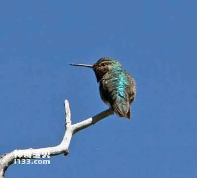 Band-tailed Barbthroat, Threnetes ruckeri, Band-tailed Barbthroat