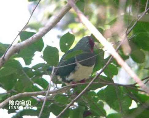 Ptilinopus merrilli, Cream-bellied Fruit-dove, Cream-breasted Fruit Dove