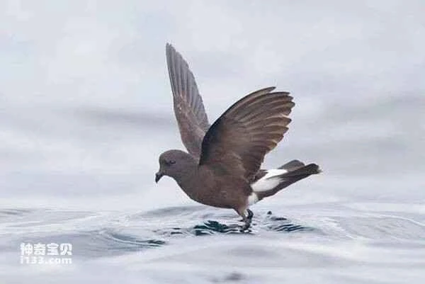 2023031563664793.jpg ef3c2acf26cd6f7b4869865afaf6d55b_九雷图片转换器.jpg