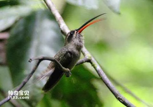 Great-billed Hermit (Phaethornis malaris)