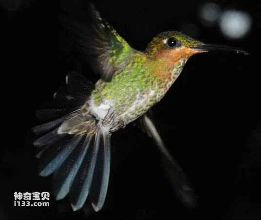 Pale-tailed Barbthroat