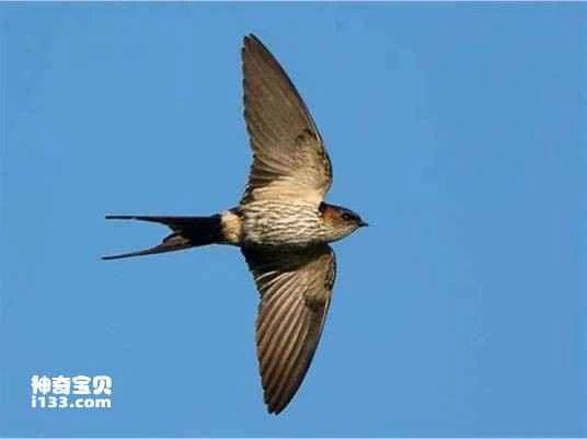 African White-rumped Swift (Apus caffer)