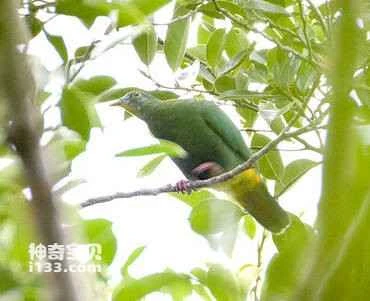 Fruit dove, *Ptilinopus arcanus*, *Negros Fruit-dove*