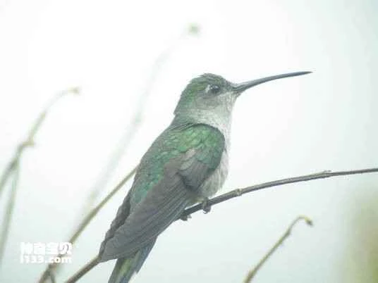 Grey-breasted Sabrewing, Campylopterus largipennis