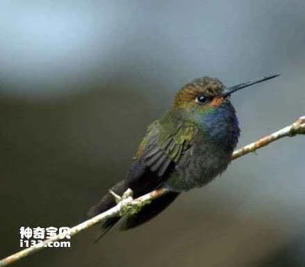 White-tailed Blue-breasted Hummingbird, *Urochroa bougueri*, White-tailed Hillstar