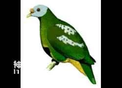 Carunculated Fruit-dove, Ptilinopus granulifrons, Carunculated Fruit-dove