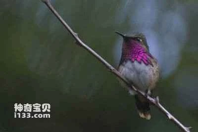Rose-throated Hummingbird (Atthis ellioti)