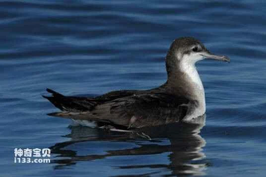 Persian Shearwater,Puffinus persicus,Persian Shearwater