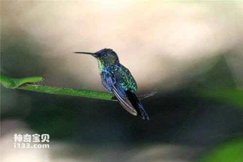 Blue-crowned hummingbird, Eupheusa cyanophrys, Oaxaca Hummingbird