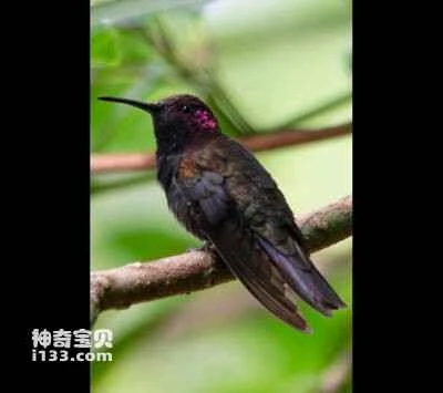 Panama Mango Hummingbird, *Anthracothorax veraguensis*, *Veraguan mango*