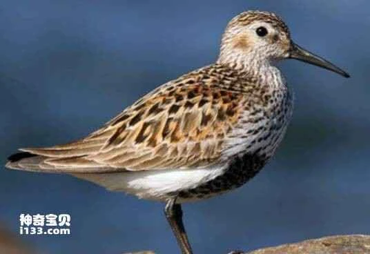 Black-vented Shearwater (Puffinus opishomelas)