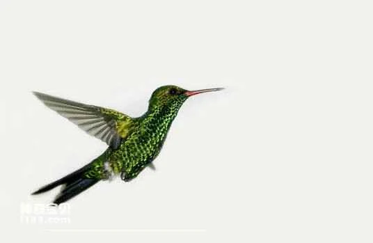Central American hummingbird, *Chlorostilbon swainsonii*, *Hispaniolan Emerald*