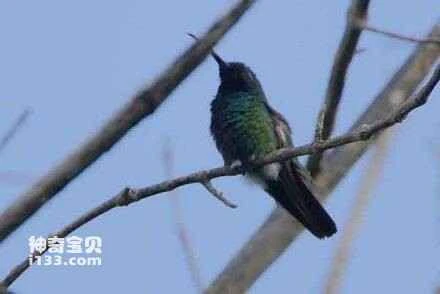 Green-throated Mango Hummingbird, *Anthracothorax viridigula*