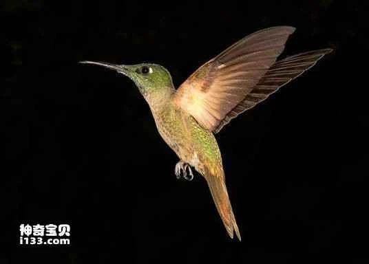 Heliodoxa branickii, Rufous-webbed Brilliant