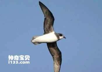 Soft-plumaged Petrel (Pterodroma mollis)