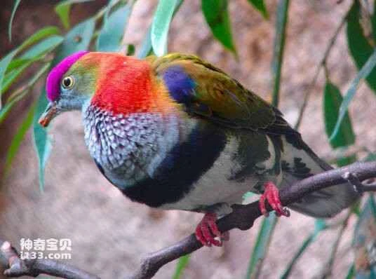 Purple-capped Fruit-dove,Ptilinopus porphyraceus,Purple-capped Fruit-dove,Crimson-crowned Fruit-dove,Crimson-crowned Fruit Dove