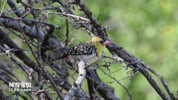 2023051513565886.jpg 567b2437acaf2eddc7d6072e871001e938019341_九雷图片转换器.jpg