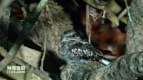 2023041778711029.jpg 5d6cbd1a0ef41bd58094cc1d58da81cb3bdb3d82_九雷图片转换器.jpg