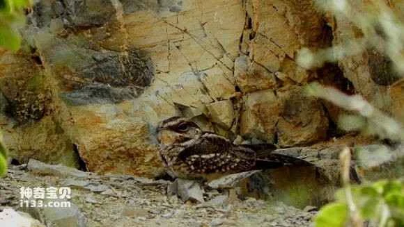 2023041718748603.jpg f4584735349b033bf69bd8331cce36d3d439bdbf_九雷图片转换器.jpg