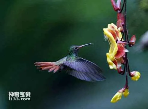 Ecuadorian Piedtail, Phlogophilus hemileucurus