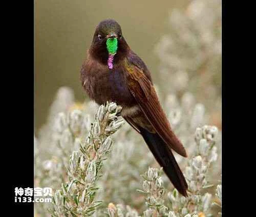Chalcostigma ruficeps, Rufous-capped Thornbill