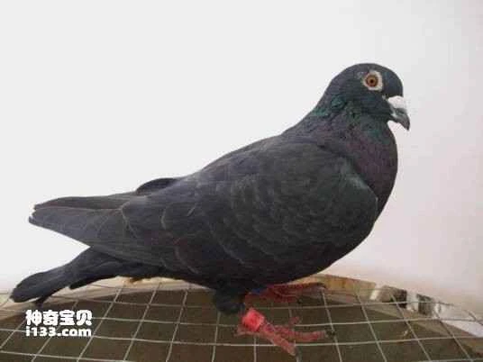 Silver-spotted Black Pigeon, Ryukyu Silver-spotted Black Pigeon, Ryukyu Forest Pigeon, Columba jouyi