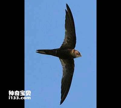 African Black Swift, Apus barbatus
