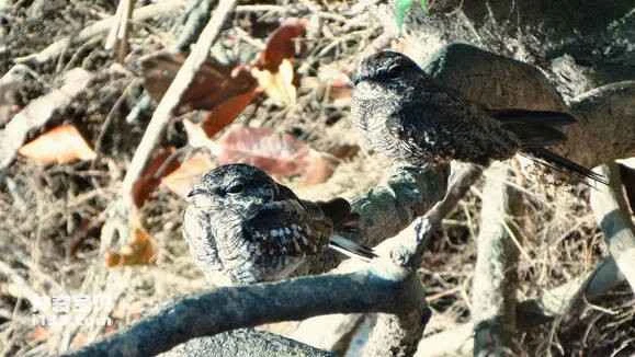 2023041720936579.jpg b237b989d43f87948cbe6cc7db1b0ef41ad53a0c_九雷图片转换器.jpg