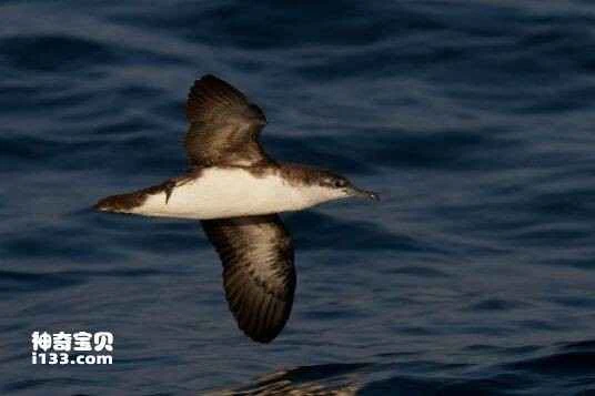 Audubon's Shearwater, Puffinus lherminieri