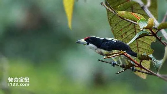 2023051276470712.jpg f6fabb3e8794a4c2f63d7cee04f41bd5ac6e3948_九雷图片转换器.jpg