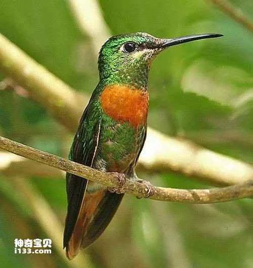Gould's Hummingbird, Gould's Glowing Hummingbird, Heliodoxa aurescens, Gould's Jewelfront