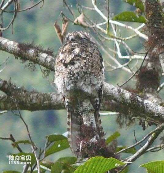 Andean Potoo (Nyctibius maculosus)