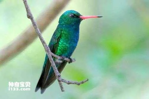 Chlorostilbon aureoventris, Glittering-bellied Emerald