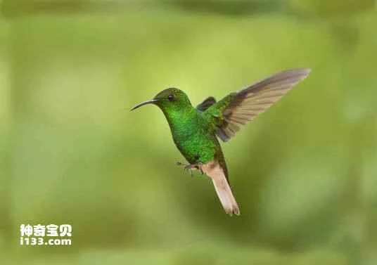 White-tailed Emerald (Elvira chionura)