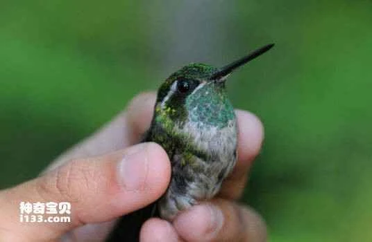Green-throated Hummingbird, *Lampornis viridipallens*