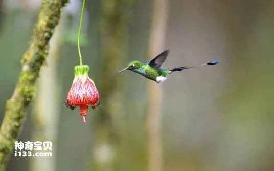 Long-tailed Woodnymph (Thalurania watertonii)