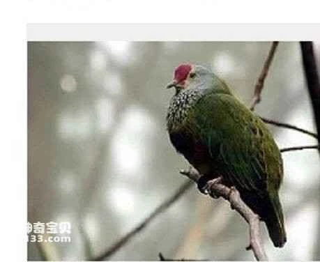 Mariana Fruit-dove, Ptilinopus roseicapillus, Mariana Fruit-dove