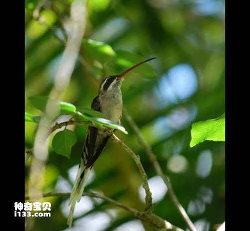 Black-capped Hummingbird, Phaethornis augusti, Sooty-capped Hermit