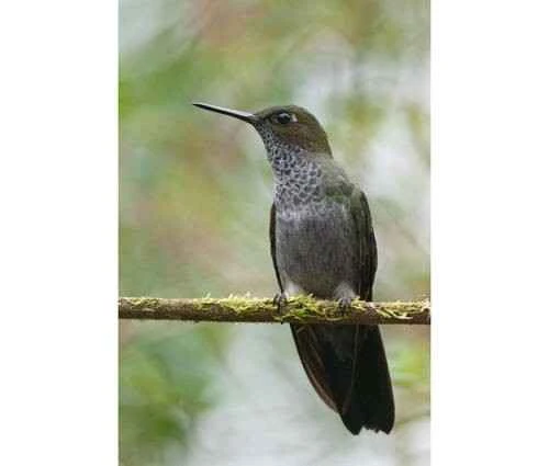 Haplophaedia lugens, Hoary Puffleg