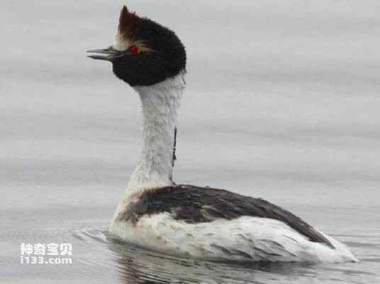 Columbia Grebe, Podicepsandinus