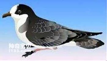 Barau's Petrel (Pterodroma baraui)