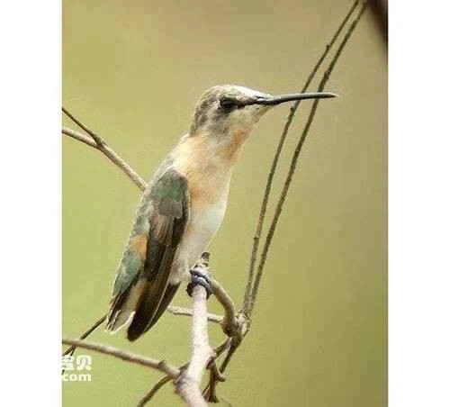 Short-tailed Woodstar (Myrmia micrura)