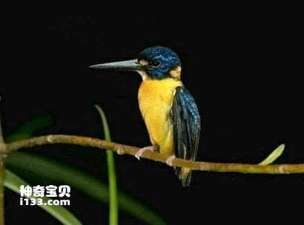 North Solomons dwarf kingfisher, Ceyx meeki