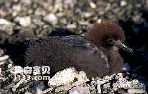Murphy's Petrel (Pterodroma ultima)