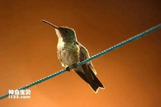 Pure-bellied hummingbird, *Agyrtria leucogaster*, Plain-bellied Emerald