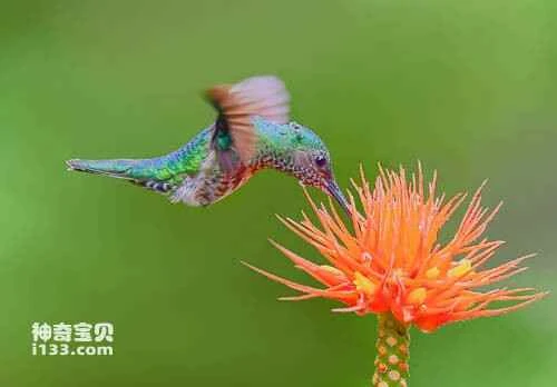 Shining Green Hummingbird (Lepidopyga goudoti)
