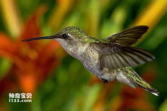 Grey-billed Comet, Taphrolesbia griseiventris