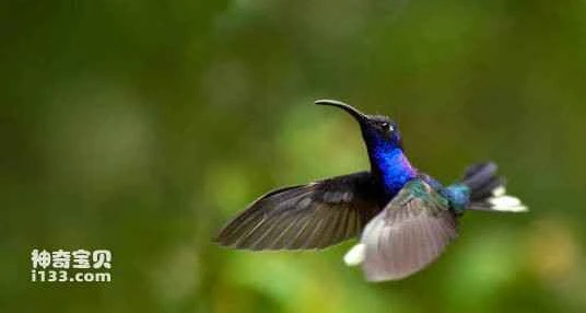 Violet-chested Hummingbird (Sternoclyta cyanopecta)