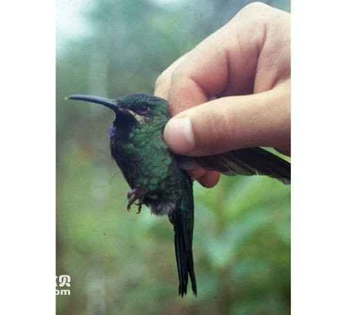 Black-throated Brilliant Hummingbird, Heliodoxa schreibersii