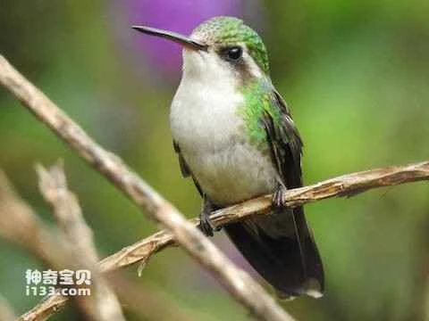 Canivet's Emerald Hummingbird, *Cynanthus canivetii*